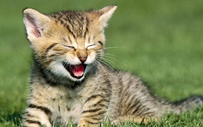 7 Reasons You Should Own A Cat