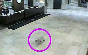 Dog Escapes, Runs 20 Blocks To Visit Owner In Hospital